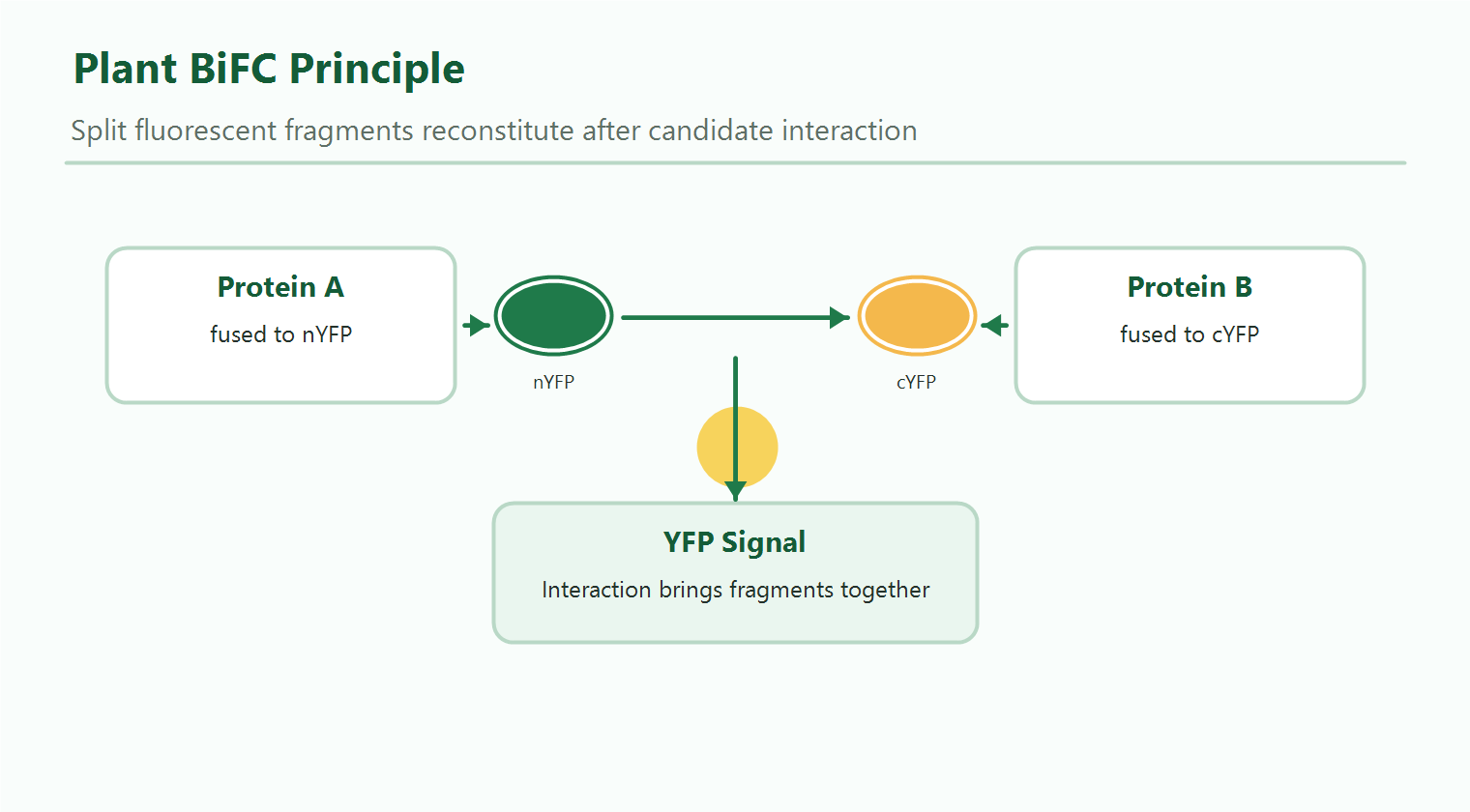 Principle of plant BiFC assay showing split YFP reconstitution after protein interaction