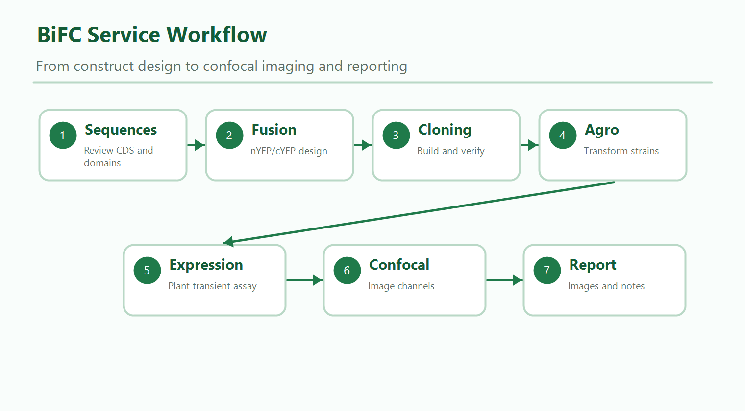 Workflow of plant BiFC service from construct design to confocal imaging and reporting